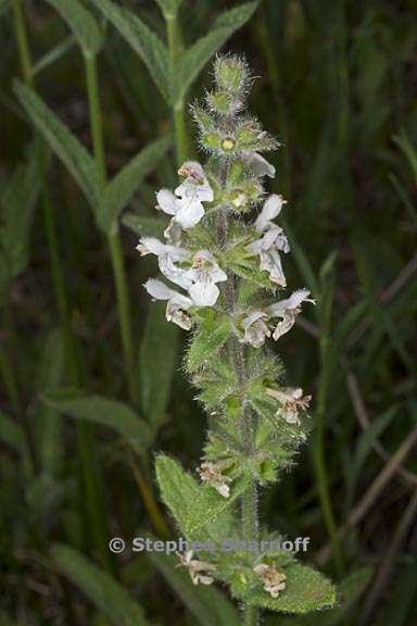 stachys rigida var rigida 1 graphic